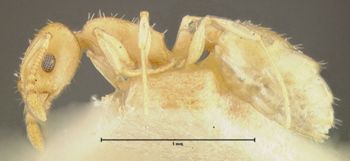 Media type: image; Entomology 28457   Aspect: habitus lateral view